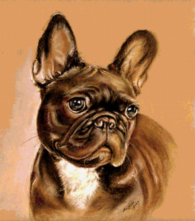 французский бульдог вариант - собаки - предпросмотр