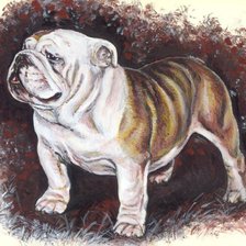 английский бульдог