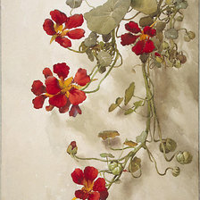 Схема вышивки «Настурции.Акварель»