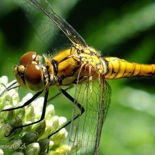 Схема вышивки «Стрекоза»