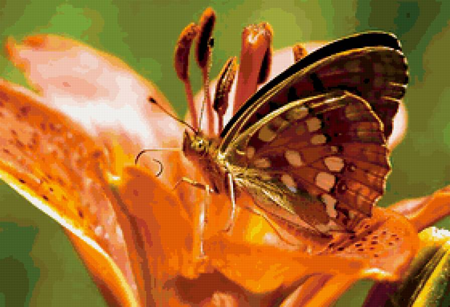 Бабочка - бабочка, лилия, цветок - предпросмотр