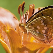 Схема вышивки «Бабочка»