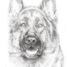 Схема вышивки «овчарка»