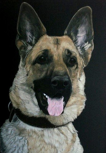 овчарка - собаки - оригинал