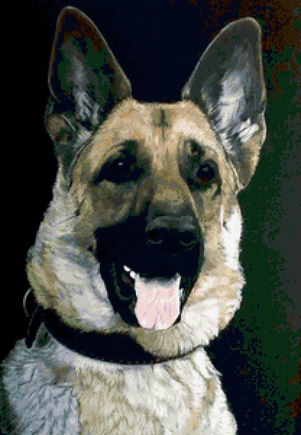 овчарка - собаки - предпросмотр