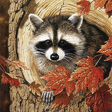 Схема вышивки «Енот»