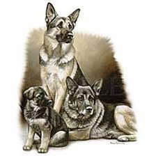 овчарка со щенками