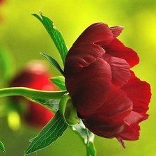 Схема вышивки «ЦВЕТОК»