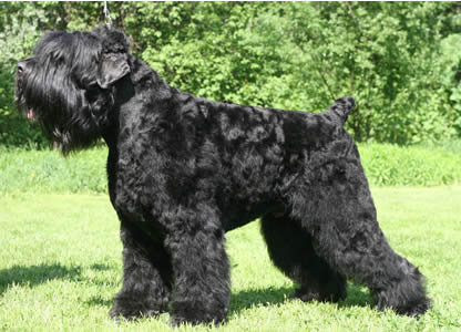 Черныш - оригинал