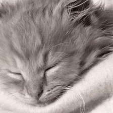 Схема вышивки «Кошки»