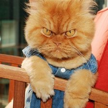 Схема вышивки «Котэ»