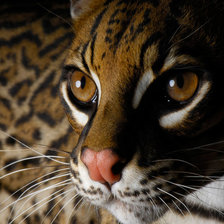 Схема вышивки «Киса»