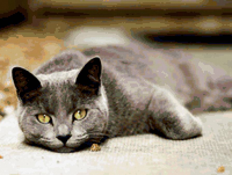 Кошка фликр - кошки - предпросмотр