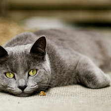 Кошка фликр