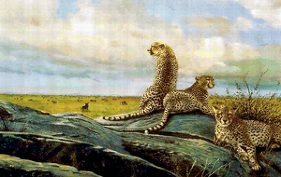 Гепарды - природа, гепард, животные, дикие кошки - предпросмотр