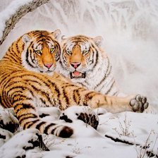 Схема вышивки «Амурские тигры»