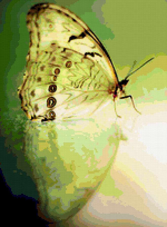 бабочка - насекомые - предпросмотр