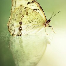 Схема вышивки «бабочка»