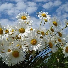 Схема вышивки «Ромашки»