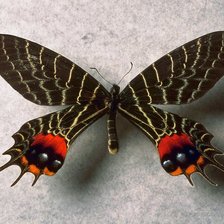 Схема вышивки «Бабочка...»