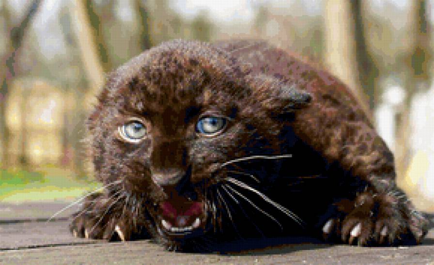 страх - котик, страх, животное, домашнее - предпросмотр