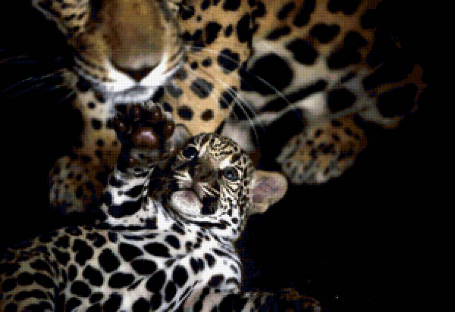 семья - животные, леопард, любовь, хищник, семья - предпросмотр