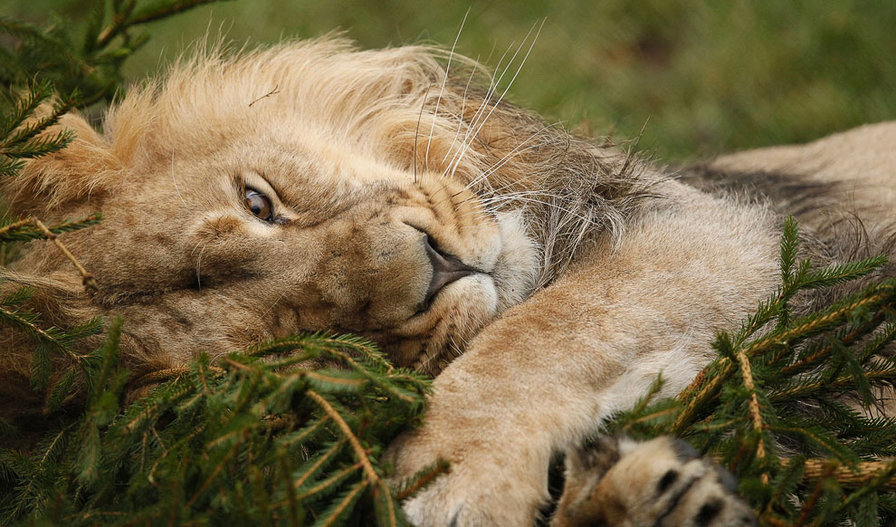 отдых - животные, отдых, природа, хищник, лев - оригинал