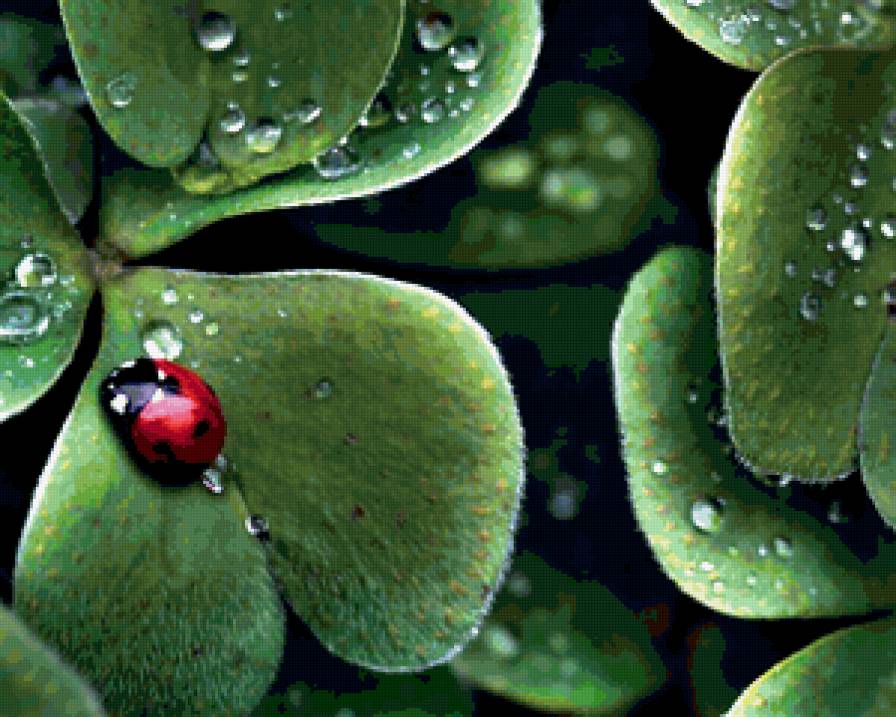 божья коровка - животные, природа, листик, божья коровка - предпросмотр