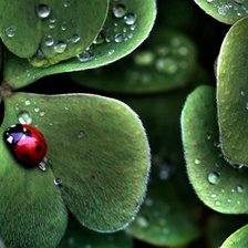 Схема вышивки «божья коровка»