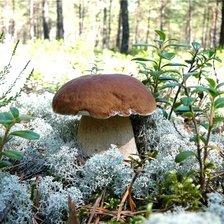 Схема вышивки «гриб»