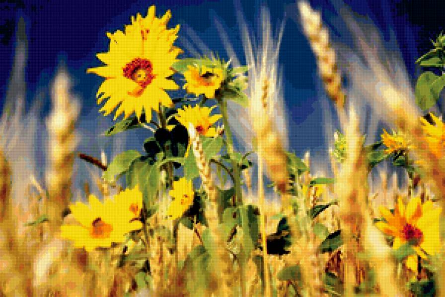 поле - подсолнух, поле, природа - предпросмотр