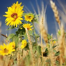 Схема вышивки «поле»