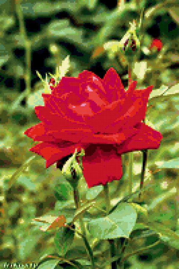 роза - роза, розы, цветы, цветок - предпросмотр