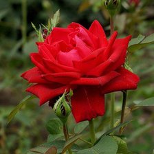 Схема вышивки «роза»