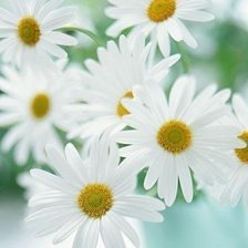 Схема вышивки «Ромашки»