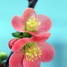 Схема вышивки «Цветы»