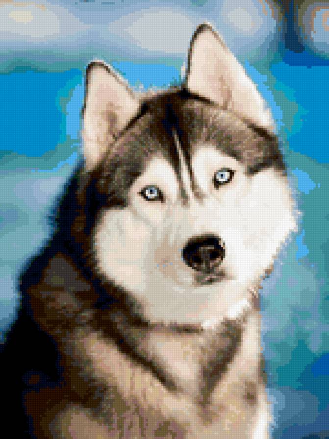 Взгляд - животные, взгляд, собаки - предпросмотр