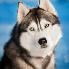 Схема вышивки «Взгляд»