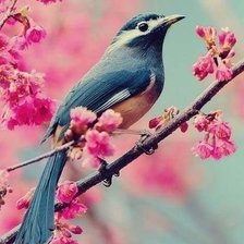 Схема вышивки «Птичка»