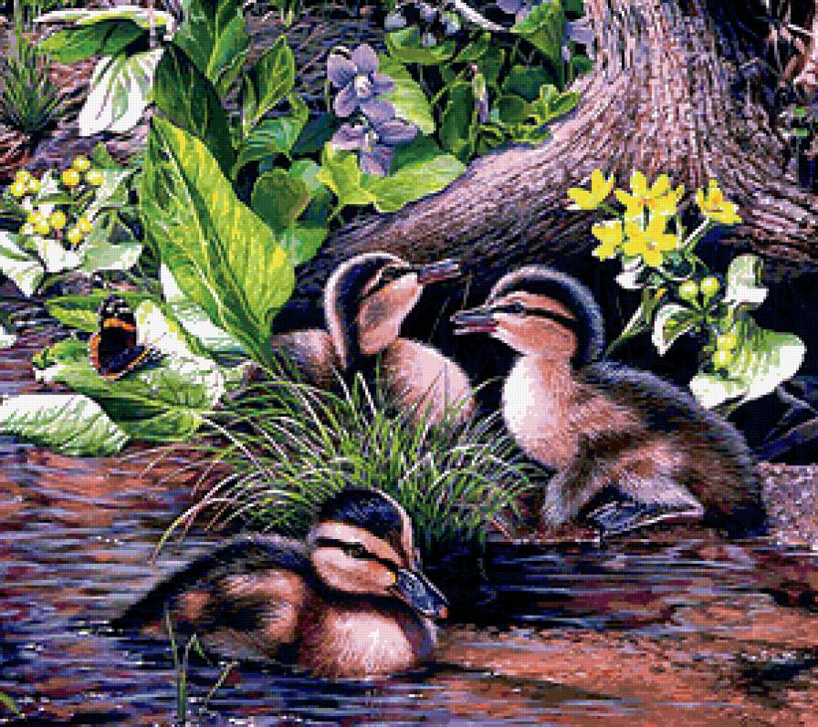 Милые утята - утята, птицы - предпросмотр