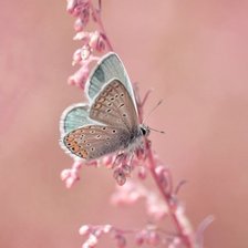 Схема вышивки «№429935»