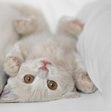 Схема вышивки «киска»