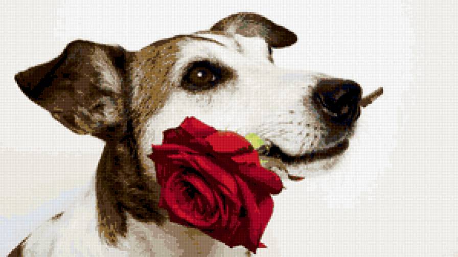 №430101 - собака - предпросмотр