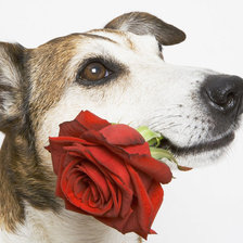 Схема вышивки «№430101»