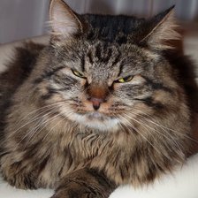 Схема вышивки «кот»