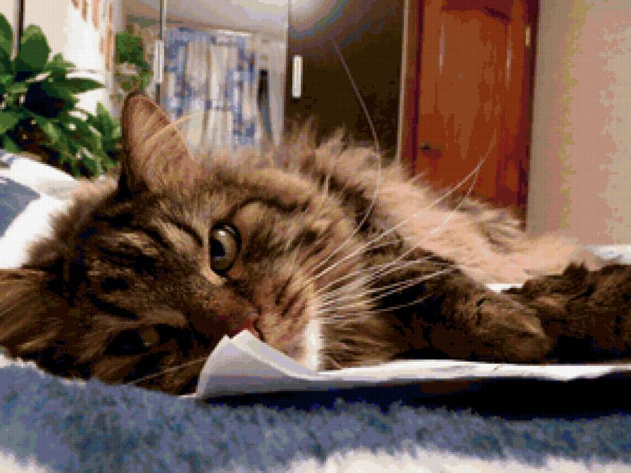 кот - котенок, кот, кошак - предпросмотр