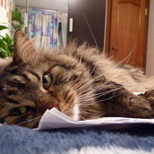 Схема вышивки «кот»