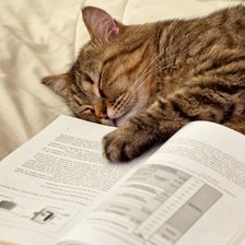 Схема вышивки «кот-ученый»