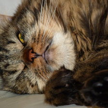 Схема вышивки «кот»