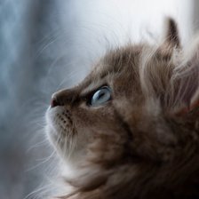 Схема вышивки «Котенок»